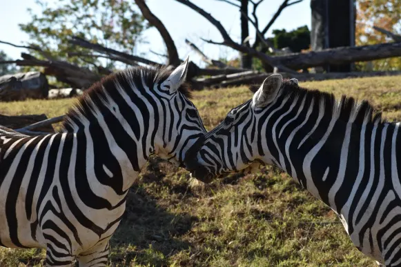 젯10 카지노 지원